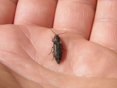 Actenicerus siaelandicus