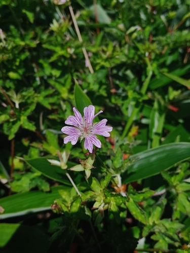 Geranium shikokianum observed 2025-08-16