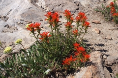 Castilleja applegatei pinetorum