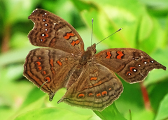 Junonia goudotii
