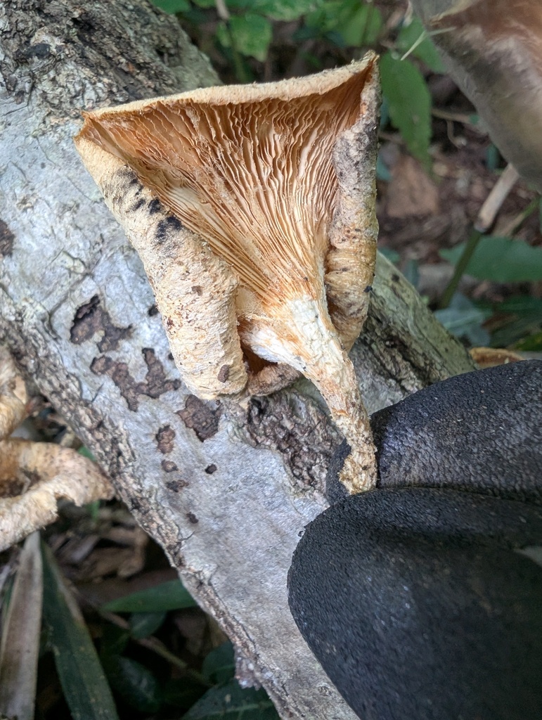 Lentinus squarrosulus · August 2025 · photo: © atsushi_nakajima_cirque (iNaturalist, cc-by)