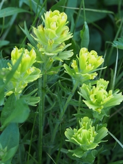 Castilleja cusickii
