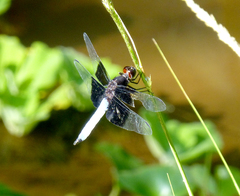Thermorthemis madagascariensis