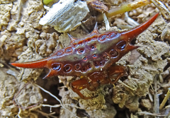 Gasteracantha versicolor