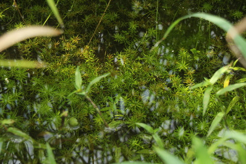 Rotala mexicana iNat (3)