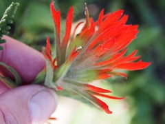 Castilleja applegatei pinetorum