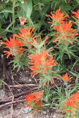 Castilleja hispida acuta