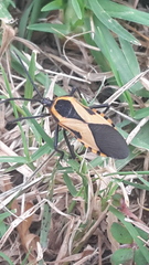 Sephina vinula