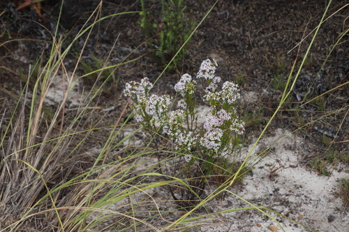 Image of Agathosma glabrata by (c) Tony Rebelo, some rights reserved (CC BY-SA)