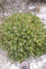 Serruria cyanoides