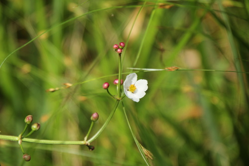 Sagittaria aginashi iNat (3)