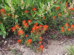 Castilleja hispida acuta