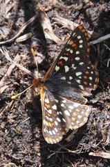 Euphydryas