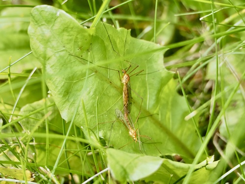 Ferruginous Tiger Crane Fly photo 6