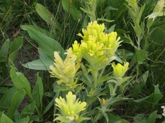 Castilleja cusickii