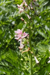 Corydalis caseana cusickii