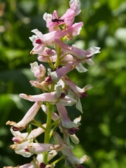 Corydalis caseana cusickii