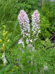 Corydalis caseana cusickii