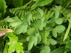 Corydalis caseana cusickii