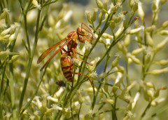 Polistes apachus apachus