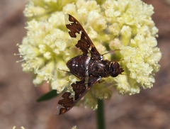 Exoprosopa caliptera