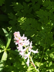 Corydalis caseana cusickii