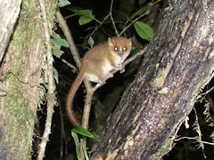 Microcebus rufus