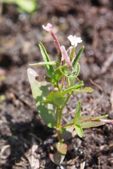 Epilobium glandulosum