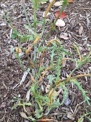 Puccinia lagenophorae