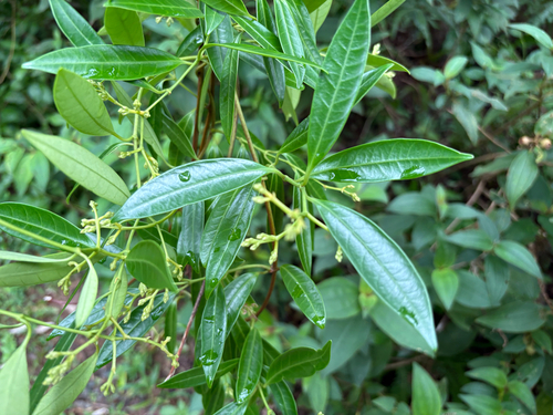 Anodendron affine (Anodendron affine)