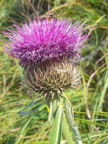 Cardoon knapweed (Rhaponticum centauroides)