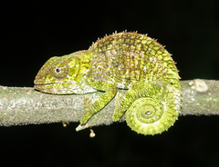 Calumma crypticum