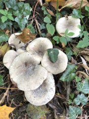 Clitocybe nebularis