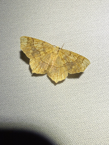 Oak Besma Moth photo 5
