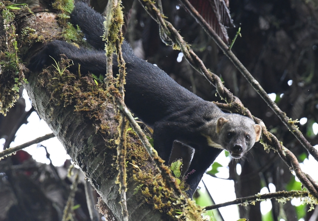 Tayras