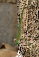 Phelsuma kochi