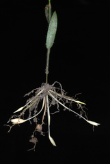 Amphicarpum amphicarpon