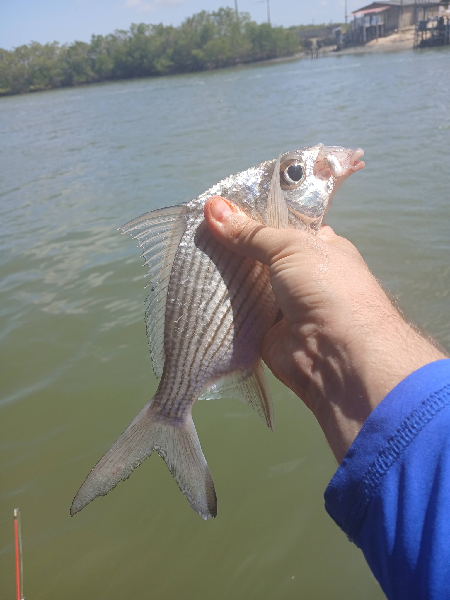 Brazilian Mojarra photo 2