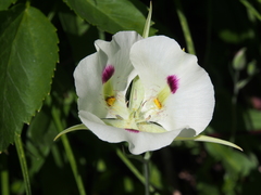Calochortus eurycarpus