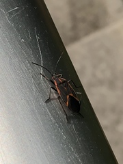 Boisea trivittata