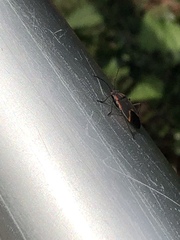 Boisea trivittata
