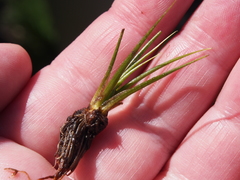 Isoetes bolanderi