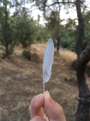 Melopsittacus undulatus domesticus