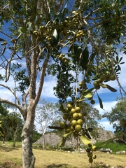 Diospyros tetrasperma