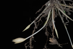 Amphicarpum amphicarpon