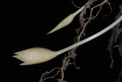 Amphicarpum amphicarpon