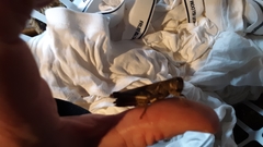 Melanoplus differentialis