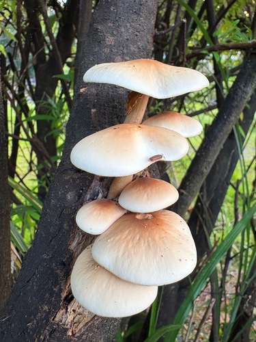 Cyclocybe cylindracea