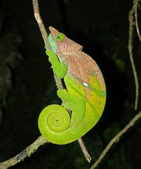 Calumma oshaughnessyi