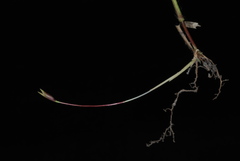 Amphicarpum amphicarpon